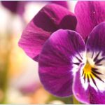 chemistry of flower scents Asynt chemistry blog March 2017