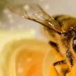 World Bee Day celebrated by Asynt with a Beebomb giveaway