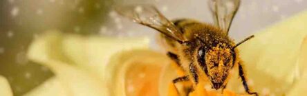World Bee Day celebrated by Asynt with a Beebomb giveaway