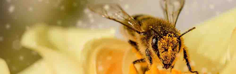 To bee or not to bee - what's happening in the world of the honeybee? -  Asynt