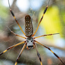 The chemistry of spider silk - happy Halloween from Asynt, worldwide chemistry experts